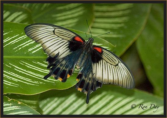 Butterfly (Papilio rumanzonia)